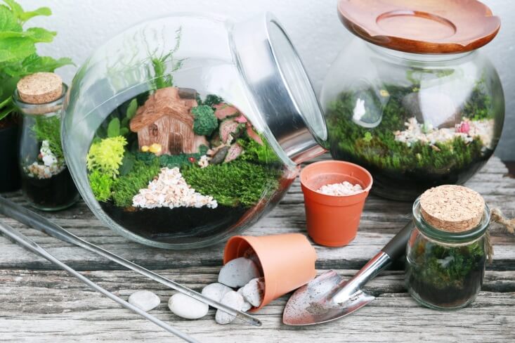 Yuk_Bikin_Terrarium_Taman_Imut_di_Balik_Kaca.jpg